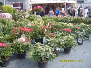 La foire aux plants