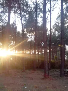 Area picnic vicino alla foresta