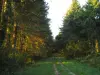 Wood of the Belène - Natural site in Mirepoix