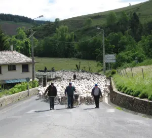 Trashumancia de ovejas a través de Mont Lozère