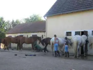 Pony's voorbereiden voor een introductie