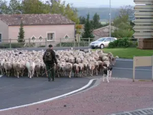 The flock of sheep on the roundabout