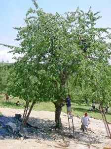 Cueillette des cerises pour La Marsotte