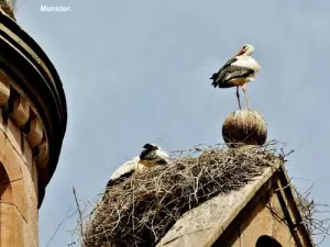 Cigognes sur le temple (© Jean Espirat)