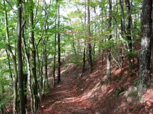 El bosque alrededor Niedersteinbach