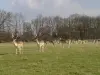 Ciervos en el parque del castillo