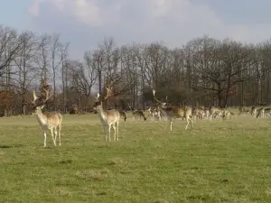 Cervi nel parco del castello