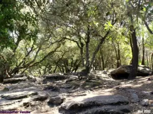 Bois de la Chaize a picco sul mare