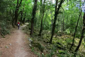 Sous-bois de la Tartagine en remontant la rivière vers la maison forestière