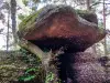 Bajo la mayor de las piedras temblorosas, la muleta del árbol (© JE)