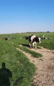The milking cows