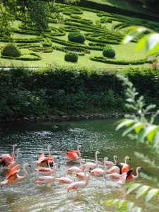 Flamingos de Parc Floral de la Source (© J. Danet)