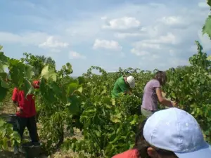 Les vendanges