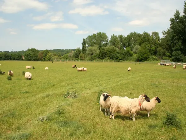 Paillet - Führer für Tourismus, Urlaub & Wochenende in der Gironde