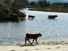 Les vaches de l'Ostriconi