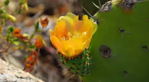 Cactus Flower (fruta: tuna)