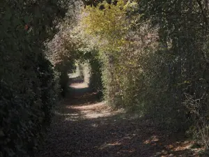 Sentier