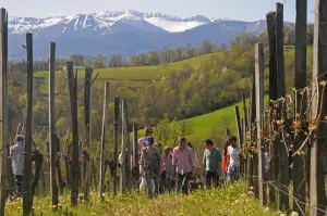 Wijnstokken in Jurançon