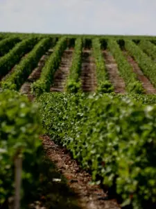 The vineyard of Pauillac (© F. Fatin)