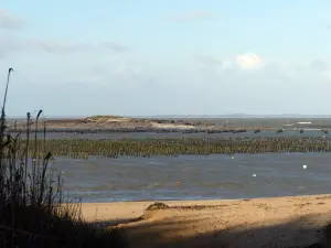 La plage du Maresclé