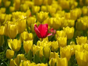 Champ de tulipes au printemps 