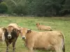 Peyre en Aubrac - lozériennes mucche