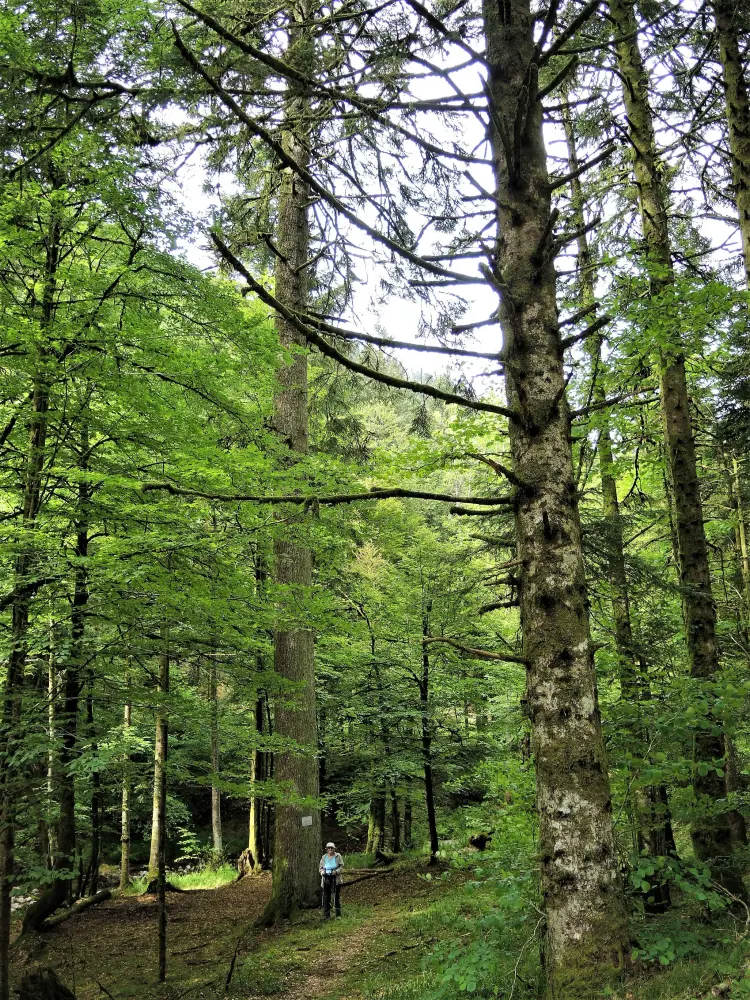 Plancher-les-Mines - Un des épicéas géants de la vallée du Rahin (© J.E)