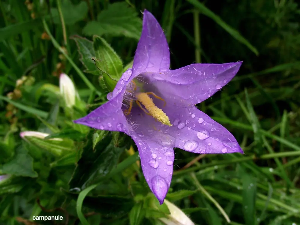 Plestin-les-Grèves - Campanule