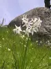 Saint-Maurice-de-Ventalon - In juni, Mount Lozère is bedekt met geurende narcissen