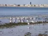 Seagulls at low tide