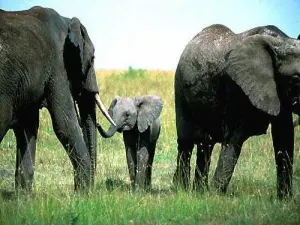 Elephants - Wild Planet