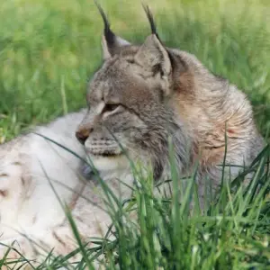 Parc animalier de Pradinas - Lynx