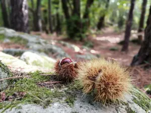 Emblematic chestnut!