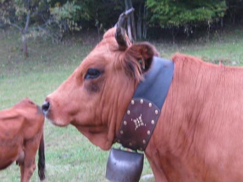 Pussy - Cow