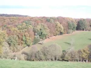 Saint-Aubert-sur- Orne - autumn Landscape