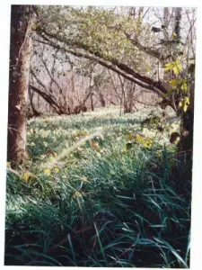 Saint-Aubert-sur-Orne - in the spring, wood, covered berms daffodils