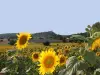 Reillanne - Reillanne, Lavendelfelder und Sonnenblumen...