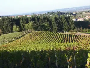 Renaison, son vignoble