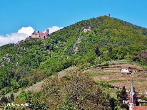 Ribeauvillé - Panorama (© Jean Espirat)