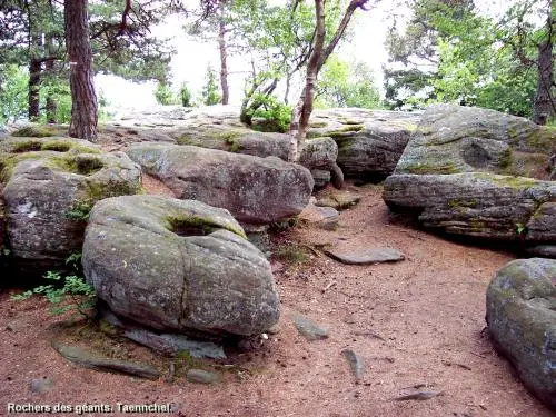 Ribeauvillé - Taennchel - Rochers des Géants (cupules)