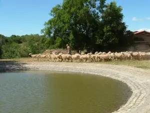 Lavogne with a flock of sheep Lacaune