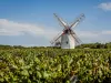 Rosnay - Gids voor toerisme, vakantie & weekend in de Vendée