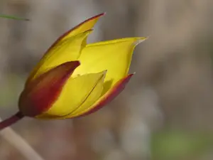 Tulipán salvaje