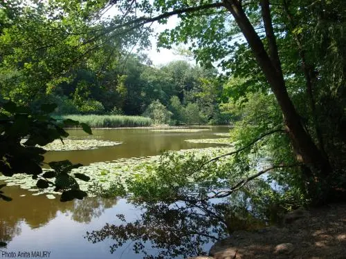 Rueil-Malmaison - Pond of Saint-Cucufa