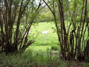 Landschaft der Morvandelle