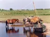 Chevaux en Brière