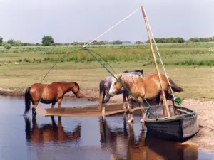 Pferde in Brière