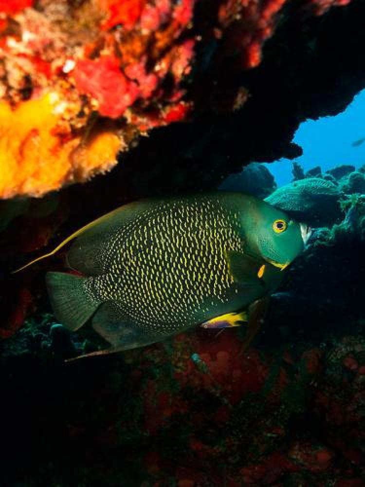 Saint-Barthélemy - Fonds marins (© Comité du Tourisme de Saint-Barthélemy - Photographe : Laurent Benoît)