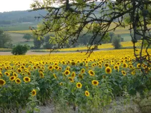 Remembering Van Gogh ... The Sunflowers