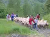 Transhumance